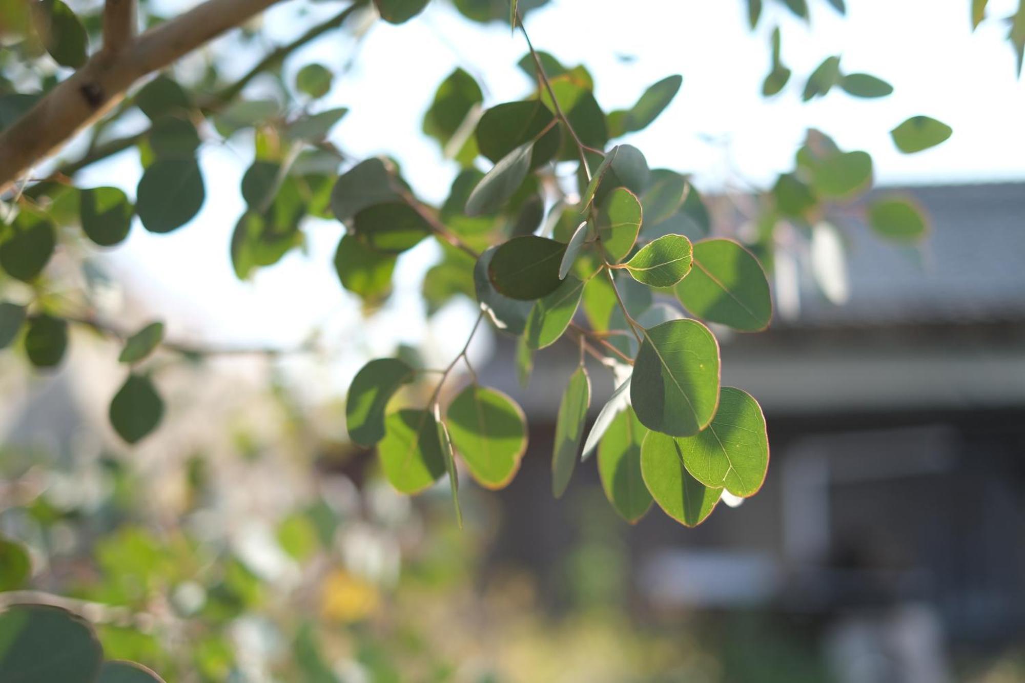 Lemon Tree Hotel Megijima Luaran gambar